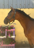 Vente de cheval : Noel de Molion